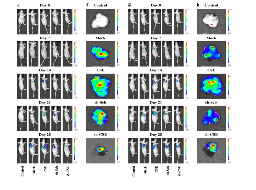 核蛋白实验室吴东栋课题组在Nature子刊发表论著